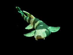 Bamboo shark in Hurricane WV marine aquarium