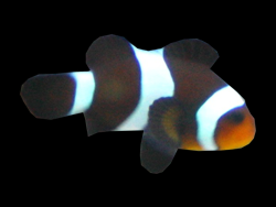 Black clownfish in Barboursville tropical fish tank