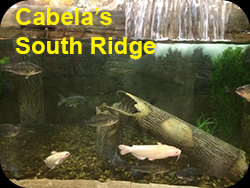 Cabela's South Ridge Charleston tank with albino catfish