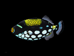 Clown triggerfish in Hurricane WV marine aquarium