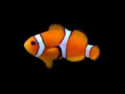 Clownfish in Fat Patty's Barboursville, WV tank.
