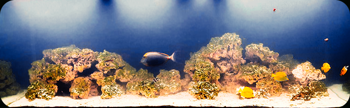 El Ranchito's marine tank includes yellow tang, triggerfish, gobis and more.