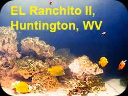 El Ranchito II's marine aquarium with yellow tang, triggerfish, and more.
