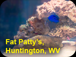 Fat Patty's Aquarium Huntington WV with coral and blue tang fish