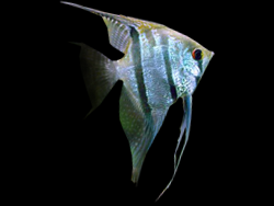 Freshwater Anglefish in Animal Care Associates Charleston tank