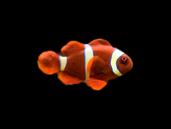 Gold Stripe Maroon Clownfish in marine tank