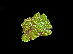 Green Galaxea coral in WV reef aquarium