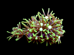 Green star in Huntington WV coral reef aquarium