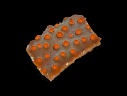 Meteor Shower Cyphastrea Coral from Fat Patty Barboursville Tank
