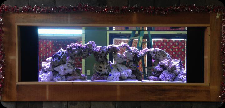 Mountain Pie Co Aquarium in Hurricane WV with Damsel Fish