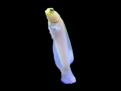 Pearly Jawfish in Huntington WV tank