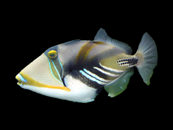 Picasso triggerfish in Huntington WV.