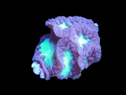 Purple Blastomussa in saltwater aquarium