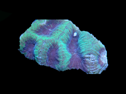 Purple Green Favia in Barboursville reef aquarium