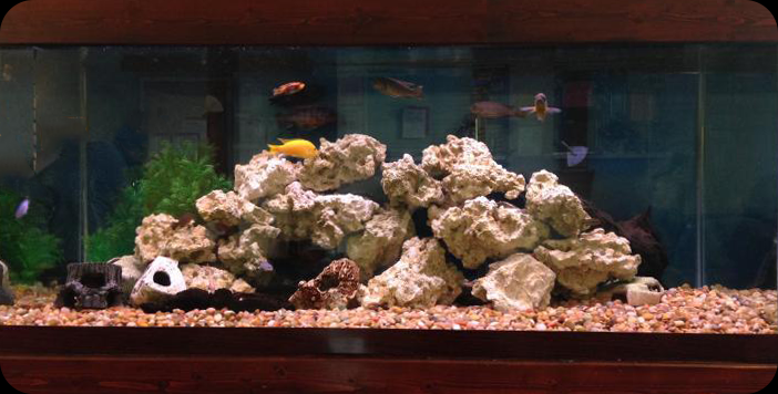 Teays internal Medicine in Teays Valley, WV features Yellow labs, cobalts, acei, ob peacoks, and blood dragon fish.