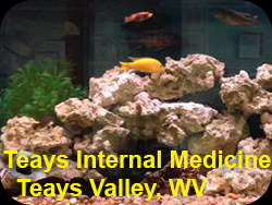 Teays Internal Medicine tank has Yellow labs, cobalts, acei, ob peacocks, blood dragons