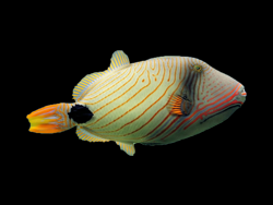Undulatus triggerfish in Huntington WV tank