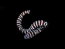 Zebra eel in Hurricane WV marine aquarium