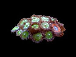 Zoanthid in Fat Pattys tropical fish tank